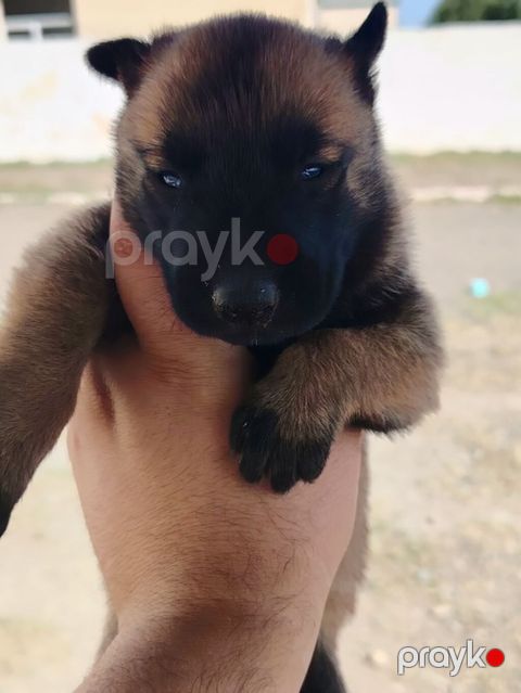 Belçika çoban iti — Tovuz