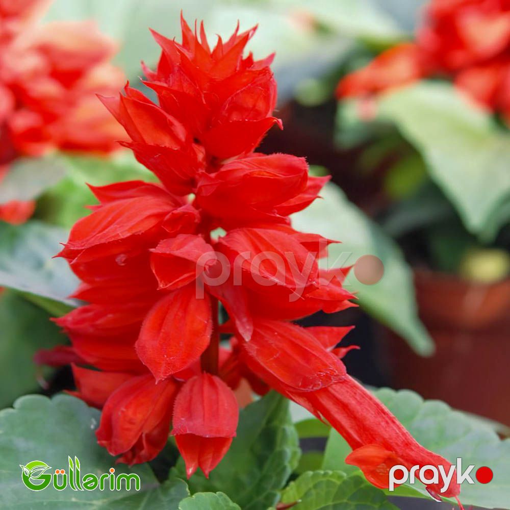 Salviya (Salvia splendens) — Bitkilər, Bakı (2)