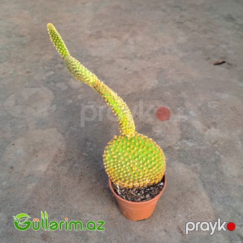 Opuntia microdasys (Dovşan qulağı kaktusu)