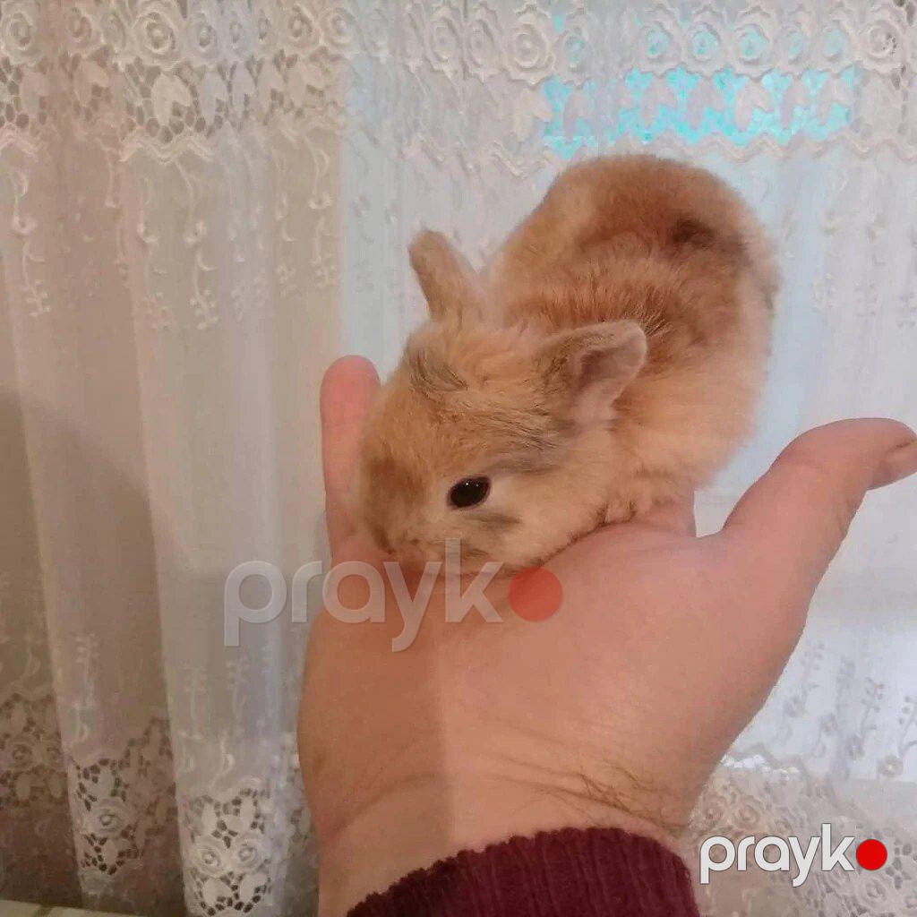 Karlik dovşanlar — Dovşanlar, Bakı (2)