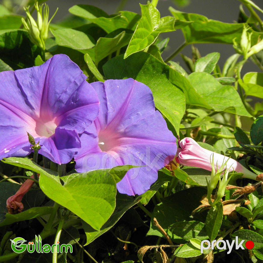 İpomeya (Ipomoea purpurea) — Bitkilər, Bakı (4)
