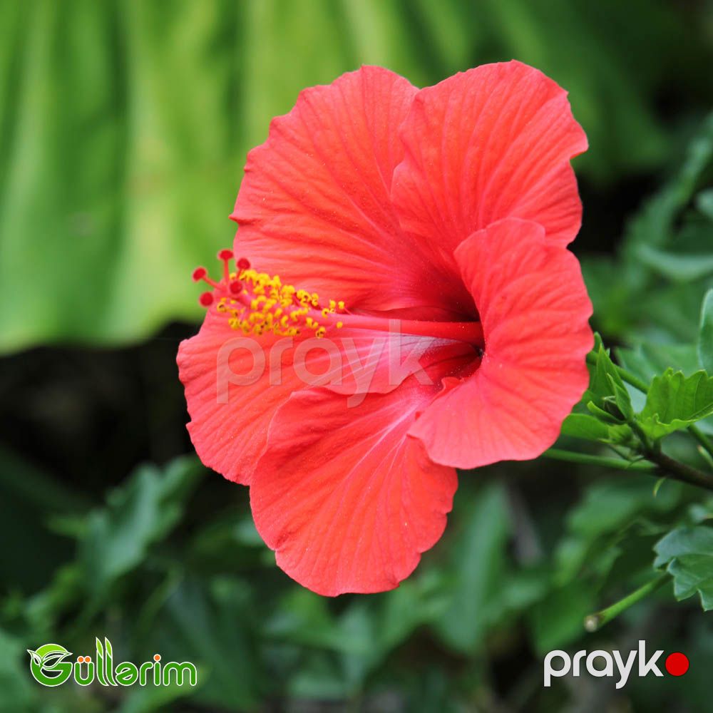 Hibiskus (Hibiscus rosa-sinensis) — Bitkilər, Bakı (2)