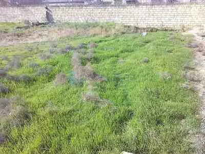 Satılır: Torpaq, Abşeron r., Masazır q., 20.00 sot — Torpaq, Saray (9)