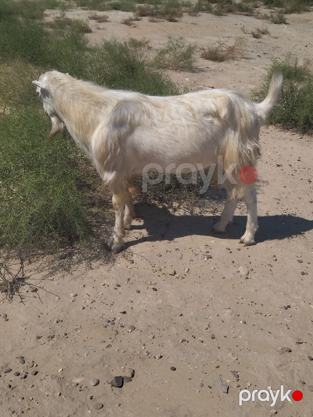 Erkək, il: 1, Damazlıq, Ünvandan götürmə — Kənd təsərrüfatı heyvanları, Digah (4)