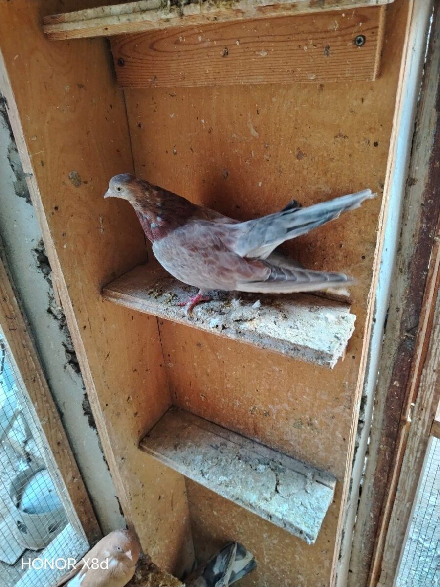 Göyərçinlər — Quşlar, Bakı (7)
