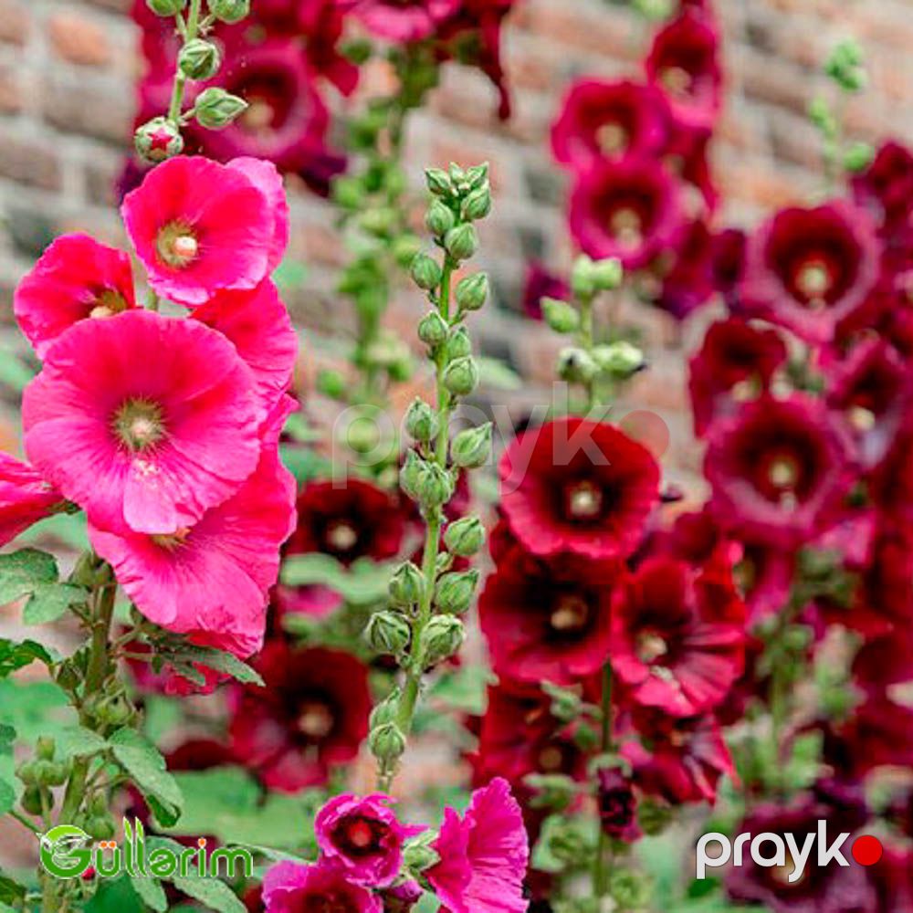 Malva (Alcea) — Bitkilər, Bakı (5)