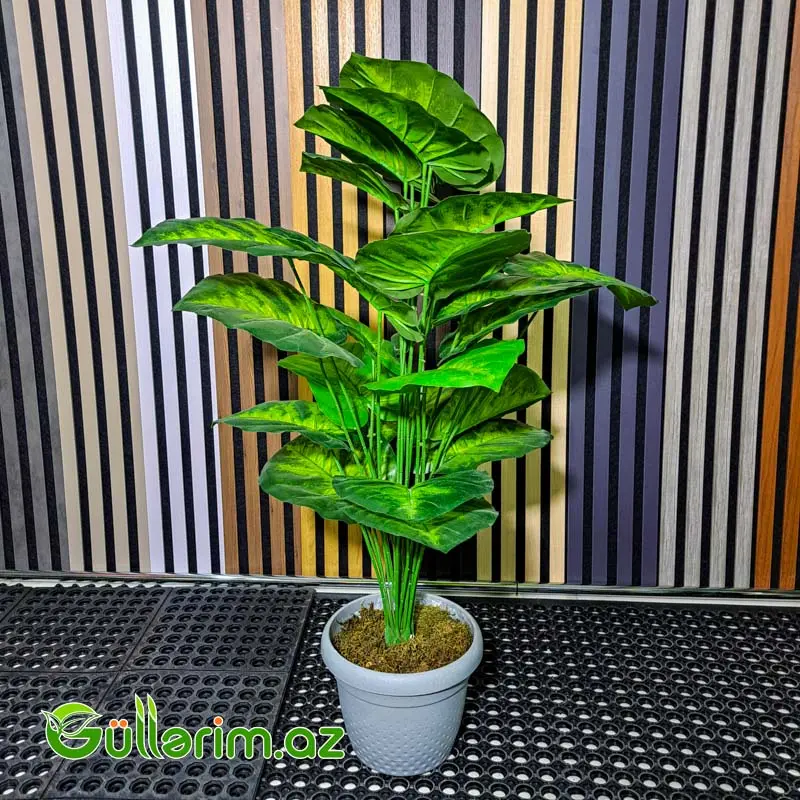 Süni Dieffenbachia (Diffenbaxiya) — Bakı