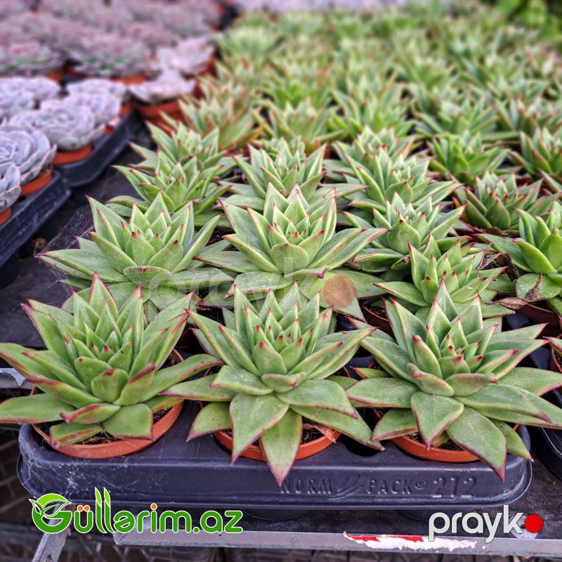 Sukulent (Qırmızı uclu Echeveria) — Bitkilər, Bakı (2)