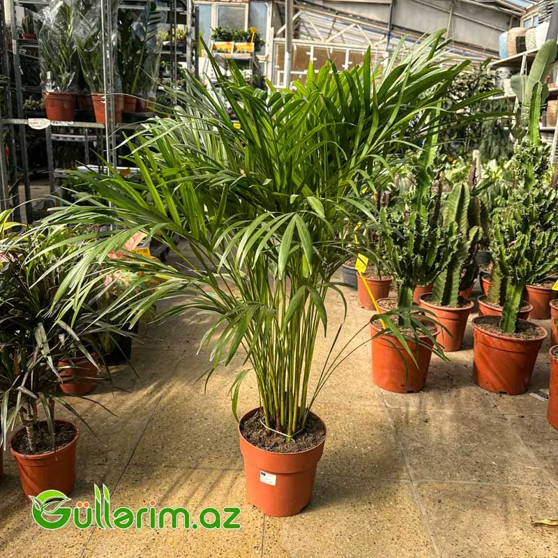 Areka Palması / Areka (Dypsis lutescens / Chrysalidocarpus lutescens) — Bakı