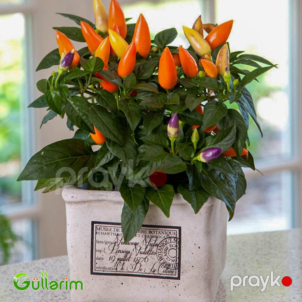 Bəzək bibəri (Capsicum annuum) — Bitkilər, Bakı (5)