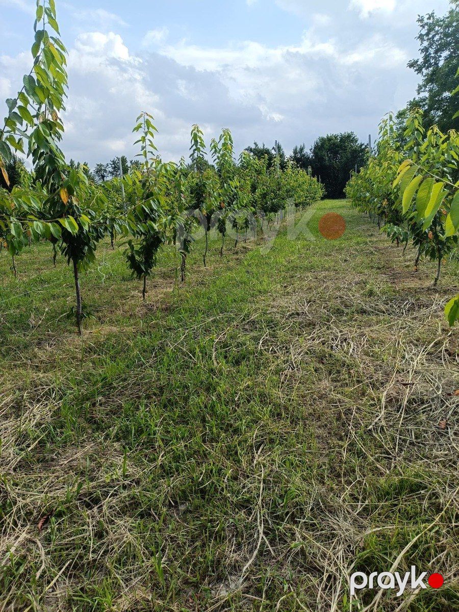 Satılır torpaq 12 sot — Torpaq, Qusar (4)