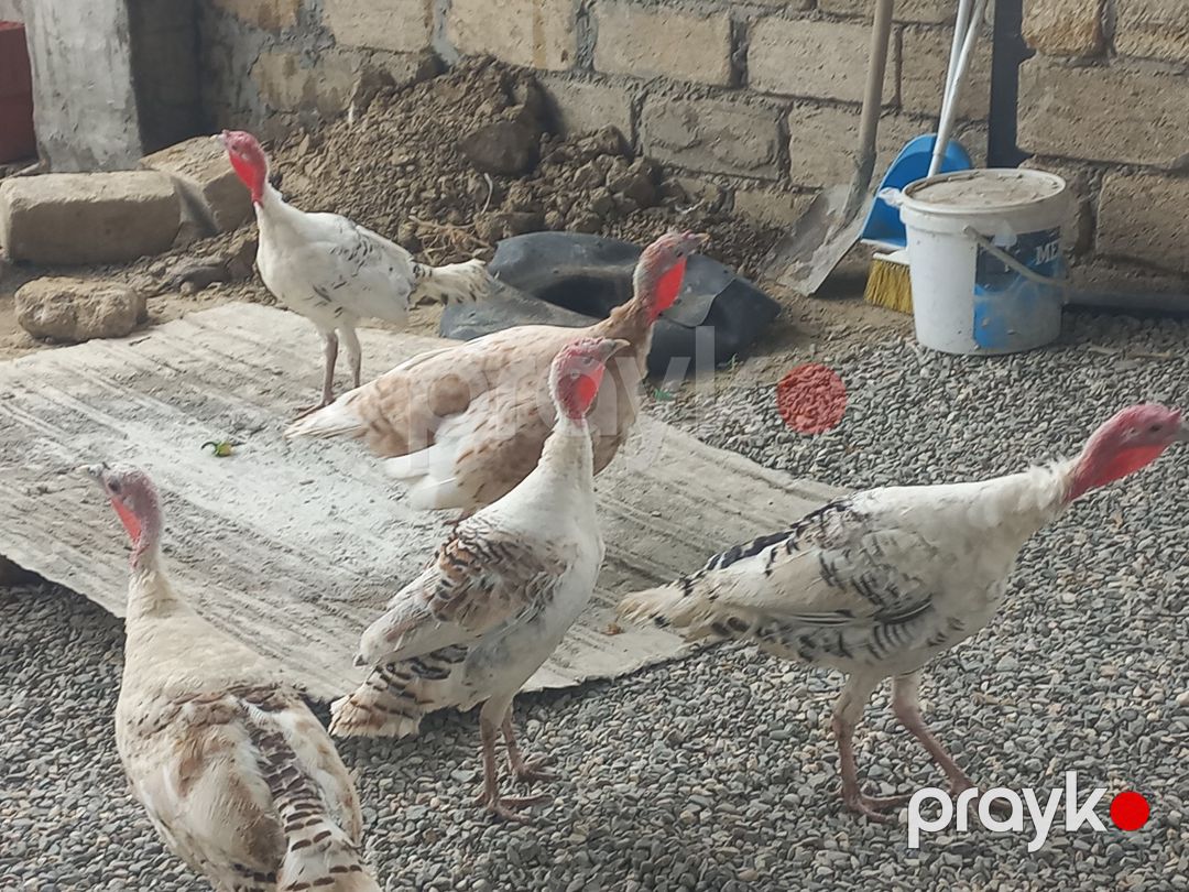 Hinduşkalar — Quşlar, Sumqayıt (4)