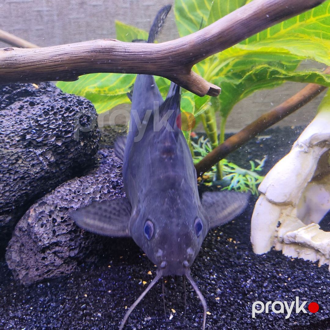 Synodontis Eupterus Pişik Balığı — Akvariumlar və balıqlar, Bakı (7)