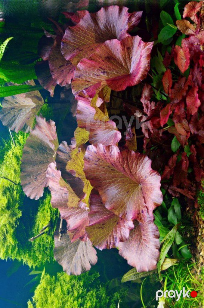 Akvarium bitkiləri — Akvariumlar və balıqlar, Xırdalan (4)