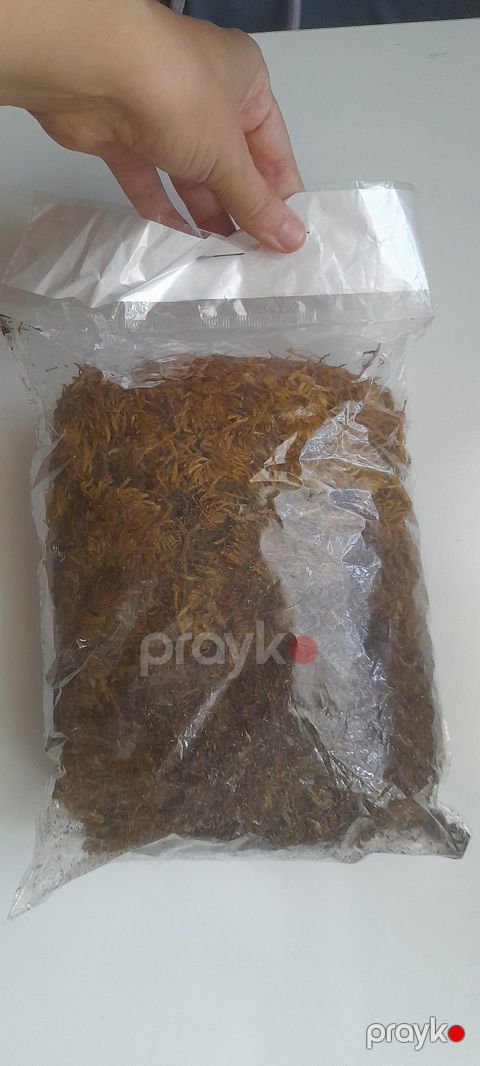 Мох сфагнум — Bakı