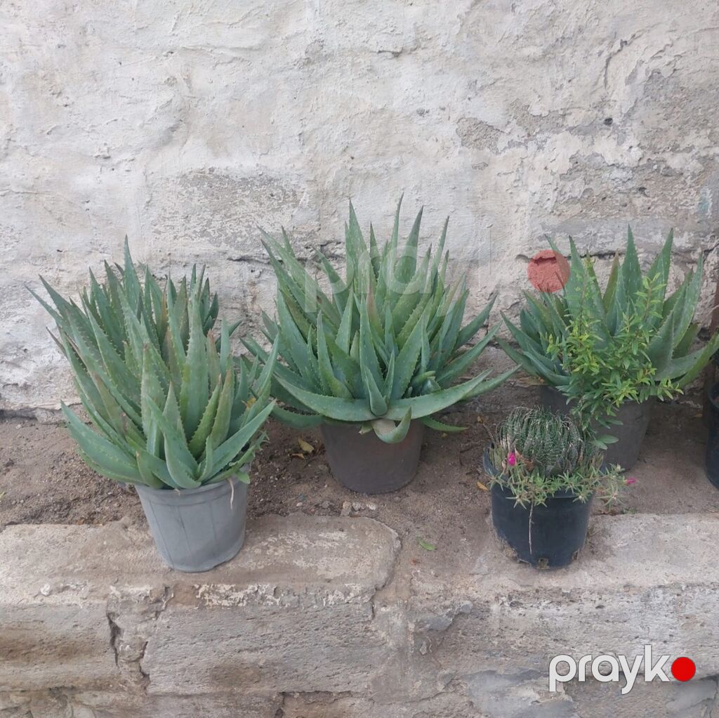 Aloe vera (sukkulent) – dibçək bitkisi - Növ: Aloe vera (Aloe — Qapı bitkələri, Bakı (3)