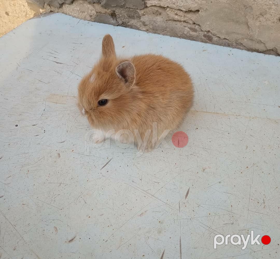 Karlik dovşanlar — Dovşanlar, Bakı (10)