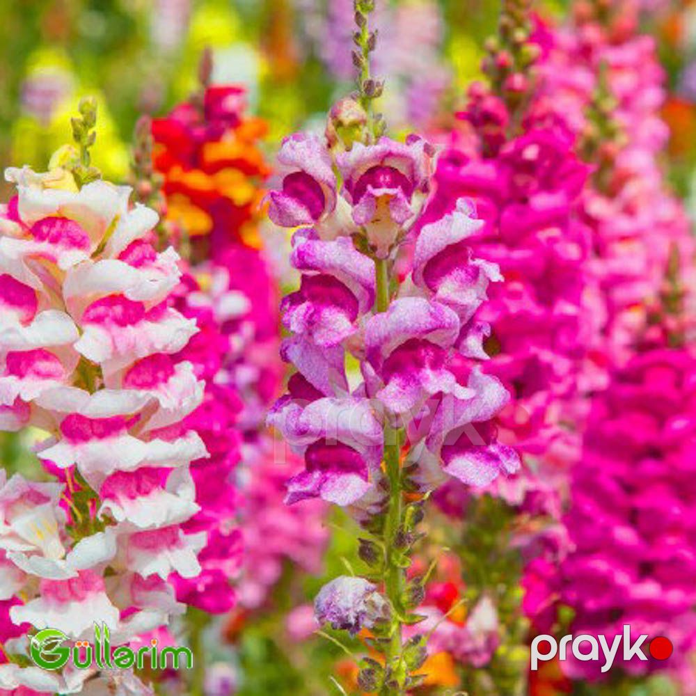Aslan qızı (Antirrhinum majus) — Bitkilər, Bakı (4)