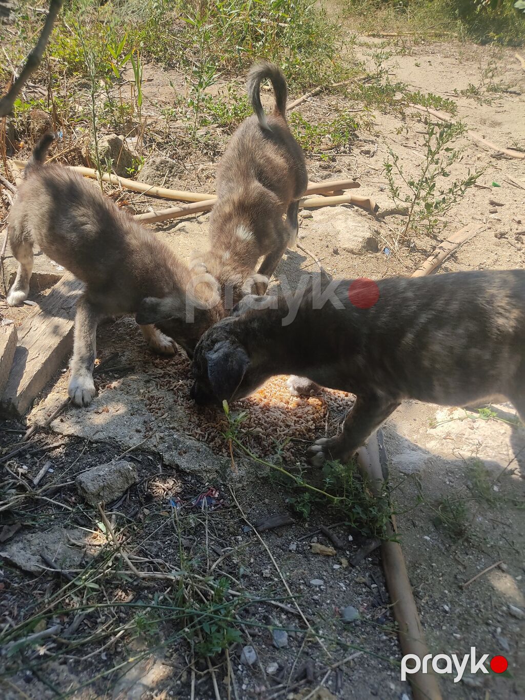 Alabay — Köpəklər, Digah (9)