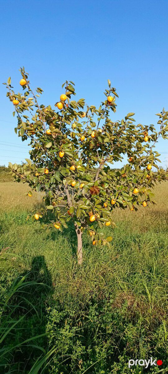 2500 sot torpaq sahəsi, Mingəçevir ş — Torpaq, Mingəçevir (10)