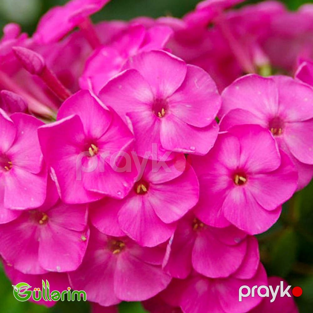 Floks (Phlox paniculata) — Bitkilər, Bakı (2)