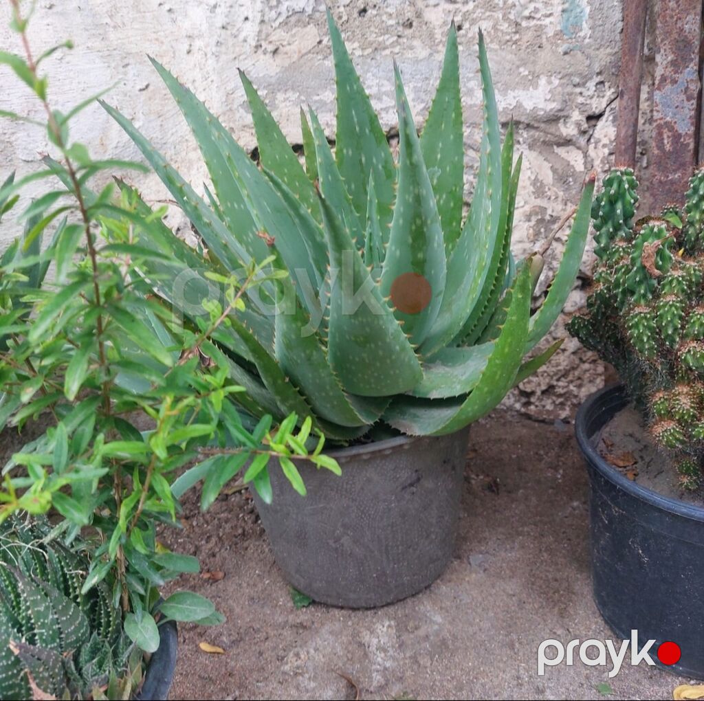 Aloe vera (sukkulent) – dibçək bitkisi - Növ: Aloe vera (Aloe — Qapı bitkələri, Bakı (4)