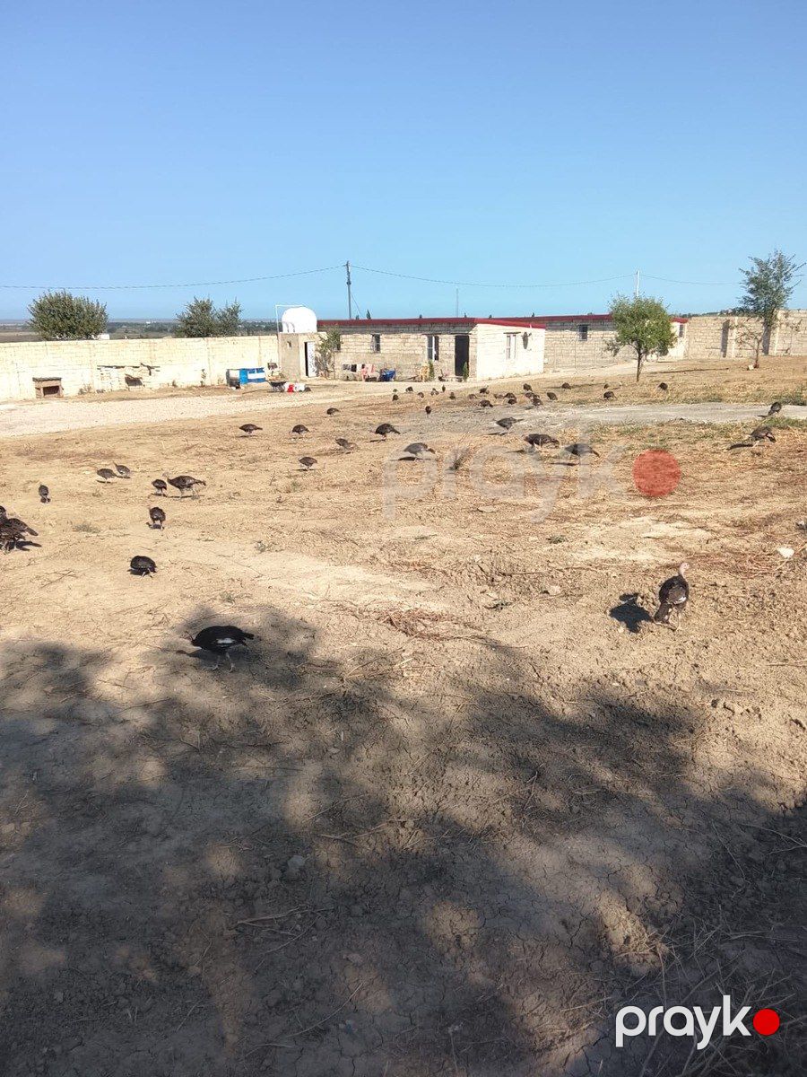 57 sot torpaq sahəsi, Şabran r — Torpaq, Şabran (5)
