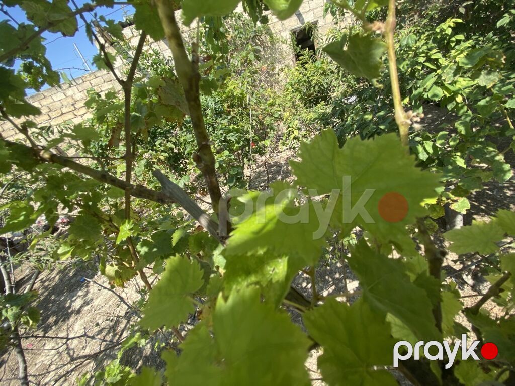 2 sot, Kupça (Çıxarış) — Torpaq, Masazır (3)