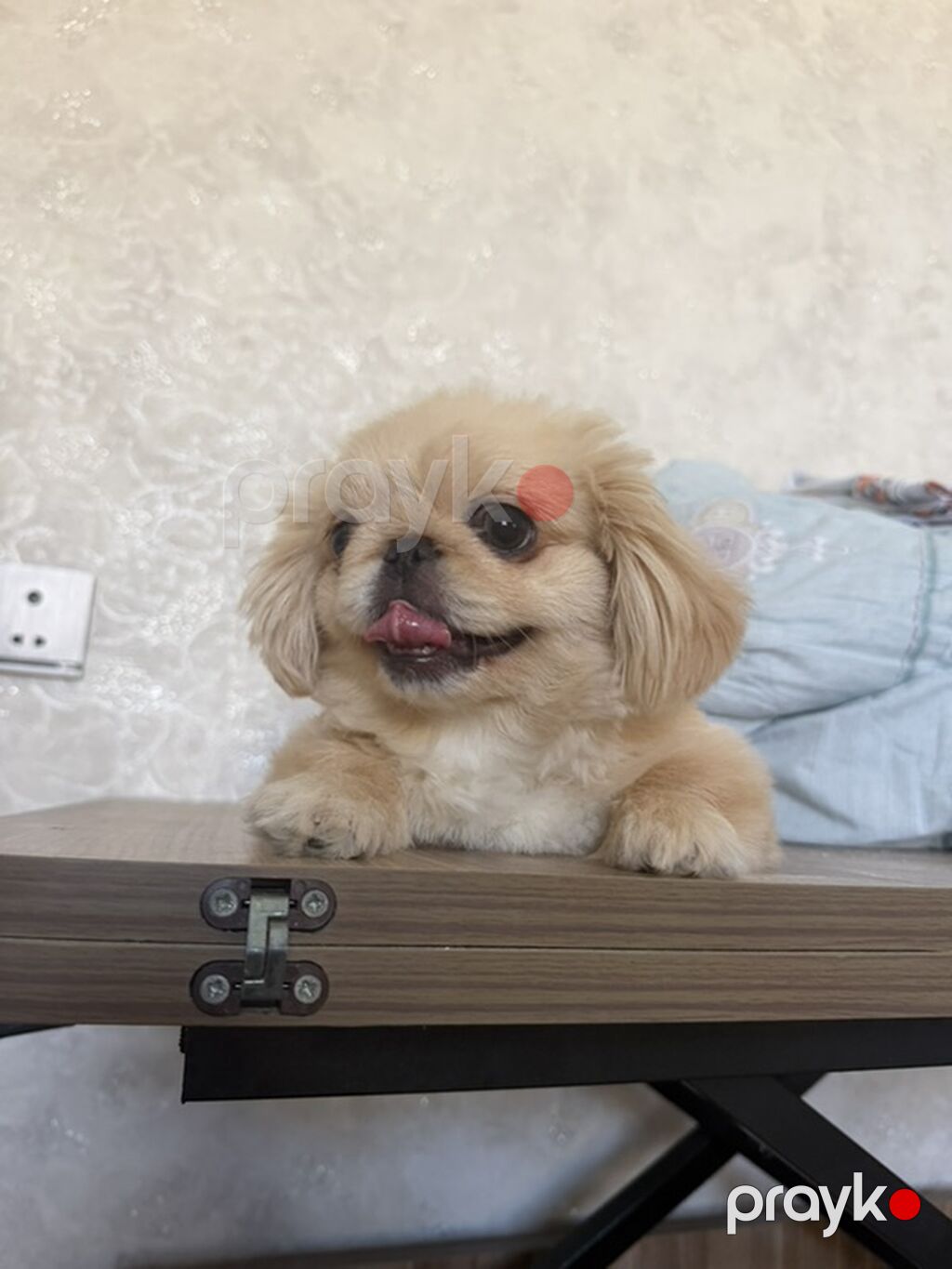 Pekines, 6 ay, Erkək, Peyvəndli, Ünvandan götürmə — Köpəklər, Digah (4)