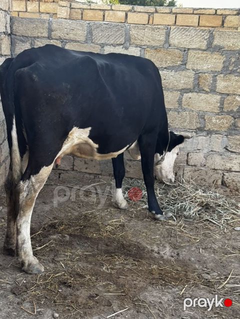 3-cü balasın dekabrda doğacaq. Təmiz 20-22 litr süd verir. Simmentalla — Sumqayıt