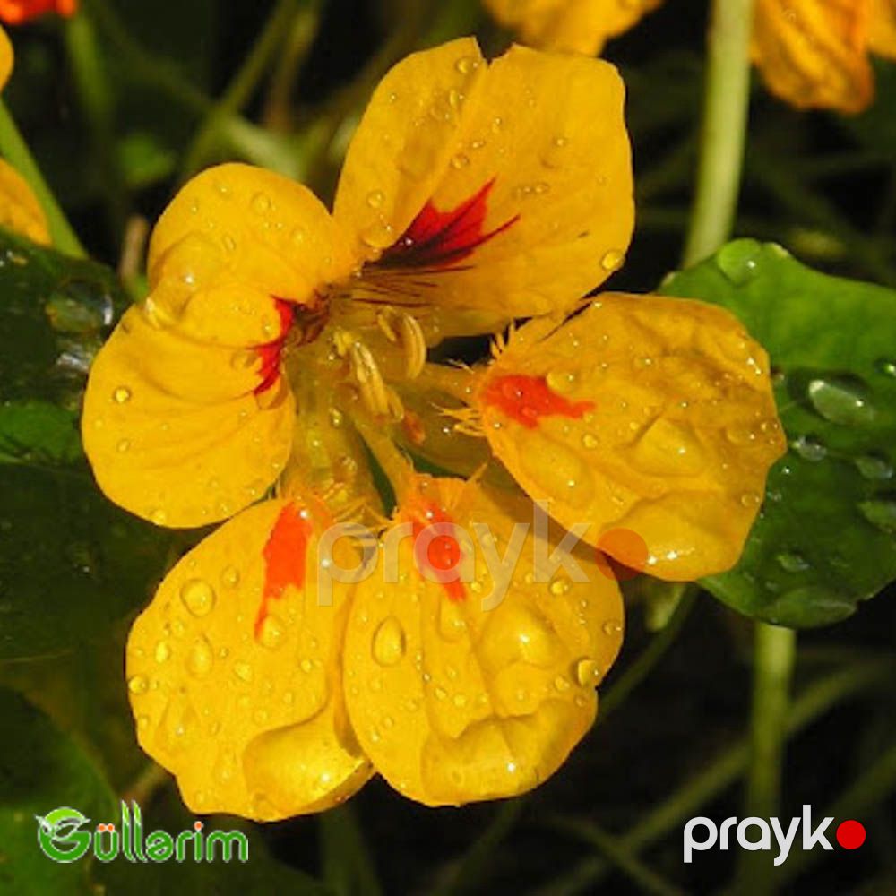 Nasturciya (Tropaeolum majus) — Bitkilər, Bakı (2)