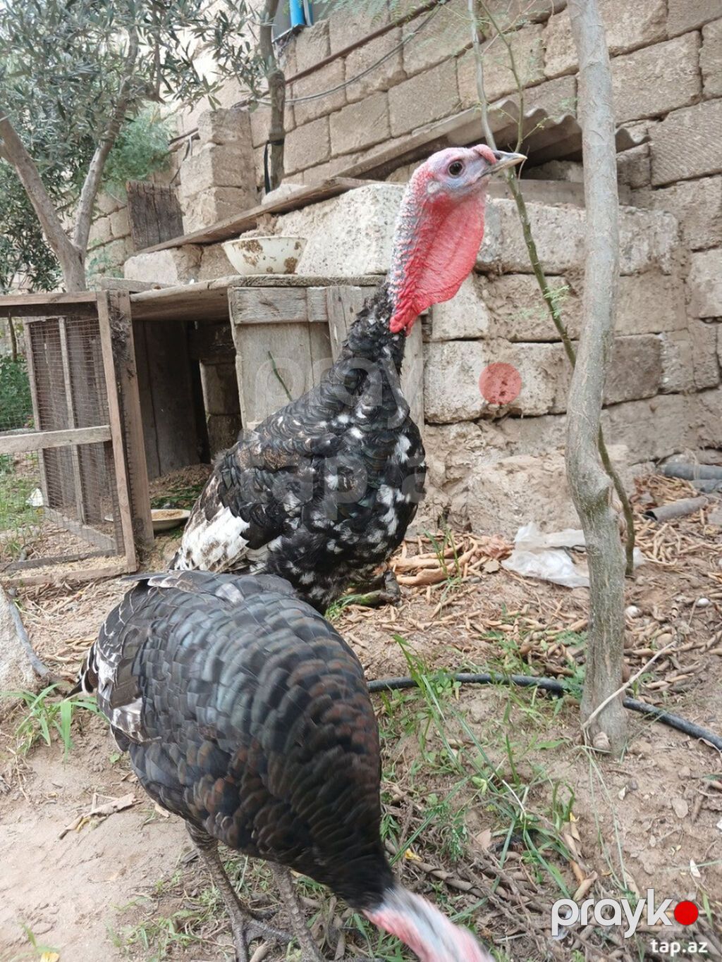 Bir erkek bir diwi. 5 ayliq tam saqlam heyvanlardi. Cox yaxwi weraitde — Digərləri, Bakı (2)