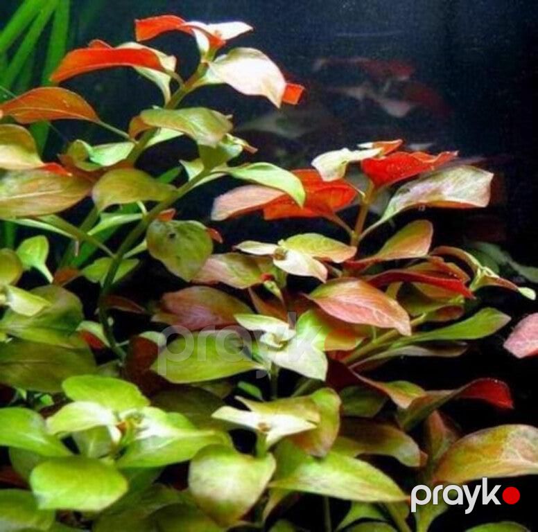 Akvarium bitkiləri — Akvariumlar və balıqlar, Xırdalan (2)