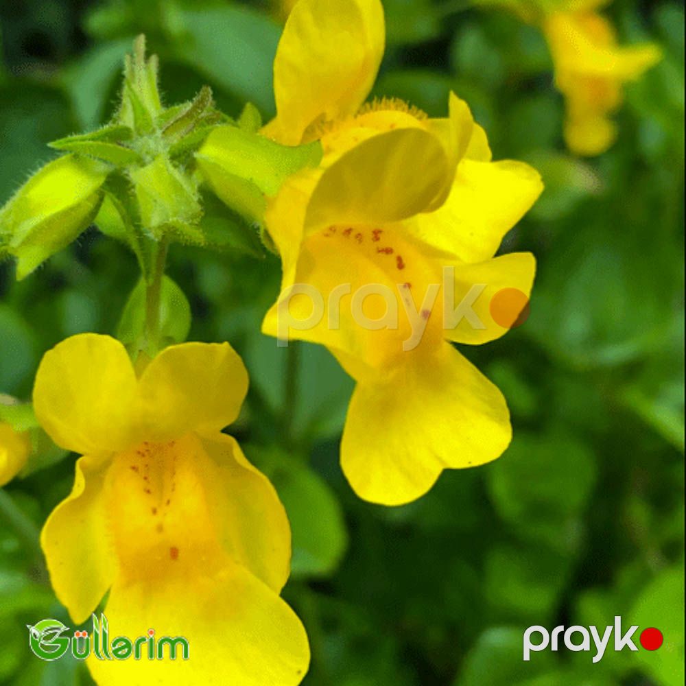 Mimulüs - Mimulus — Bitkilər, Bakı (4)