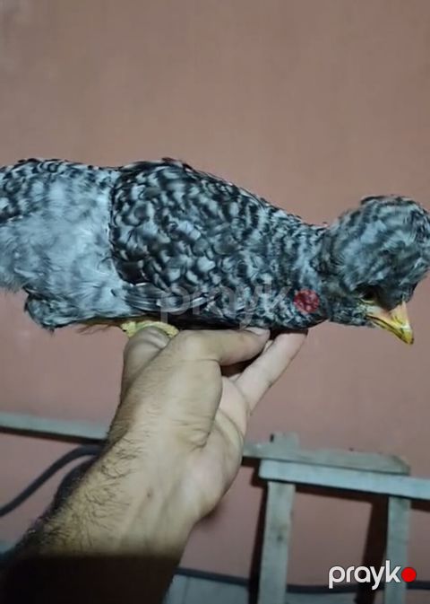 Toyuq cücələri, Damazlıq — Gəncə