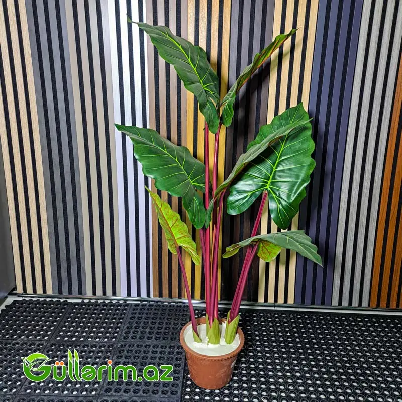 Süni Alocasia polly (African Mask Plant) — Bakı