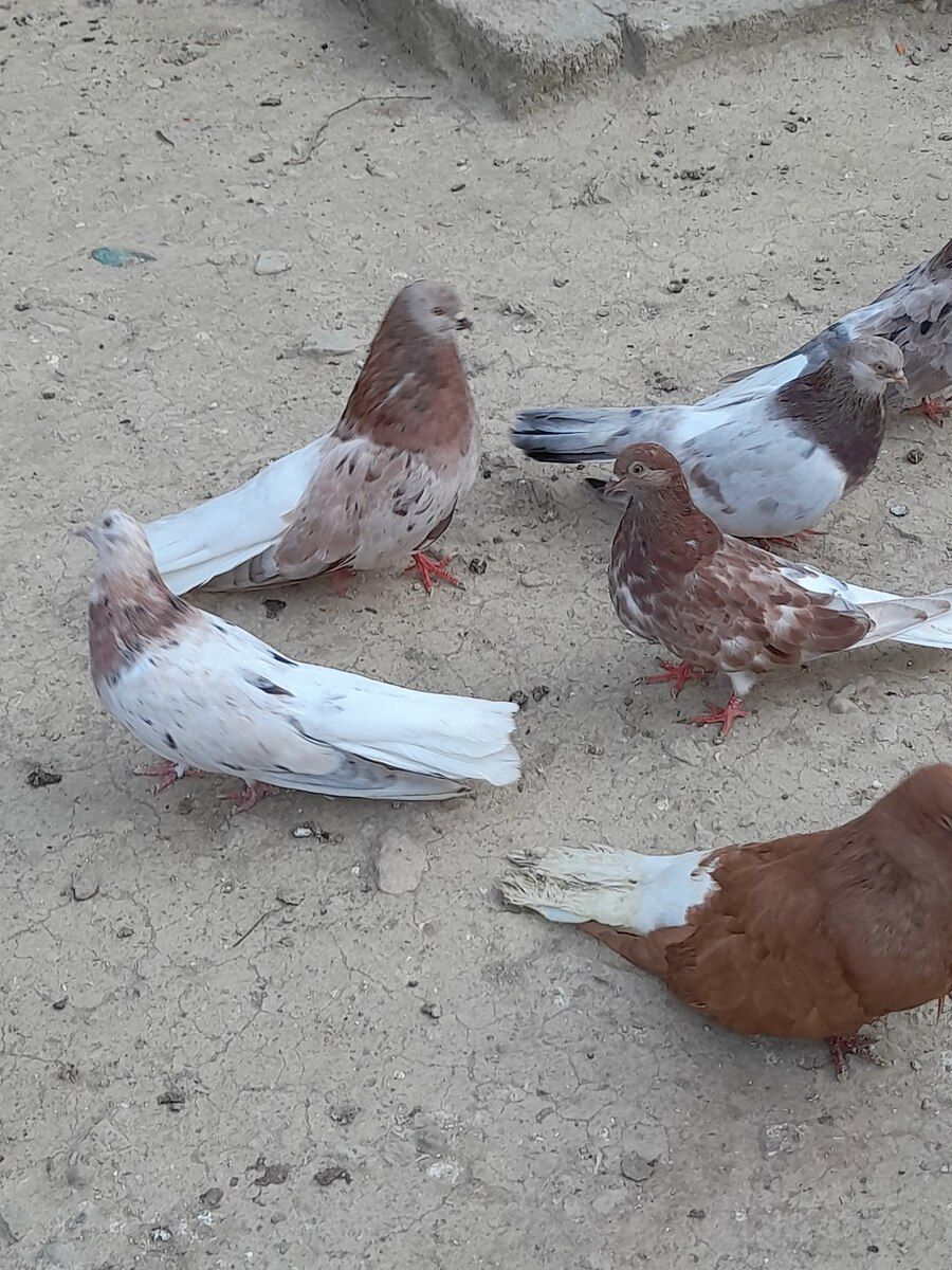 Göyərçinlər — Quşlar, Bakı (9)