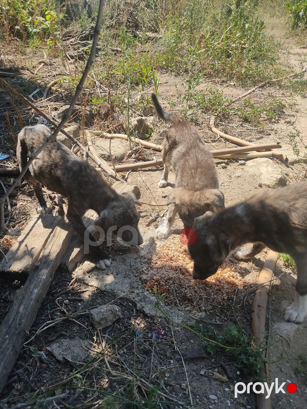 Alabay — Köpəklər, Digah (7)