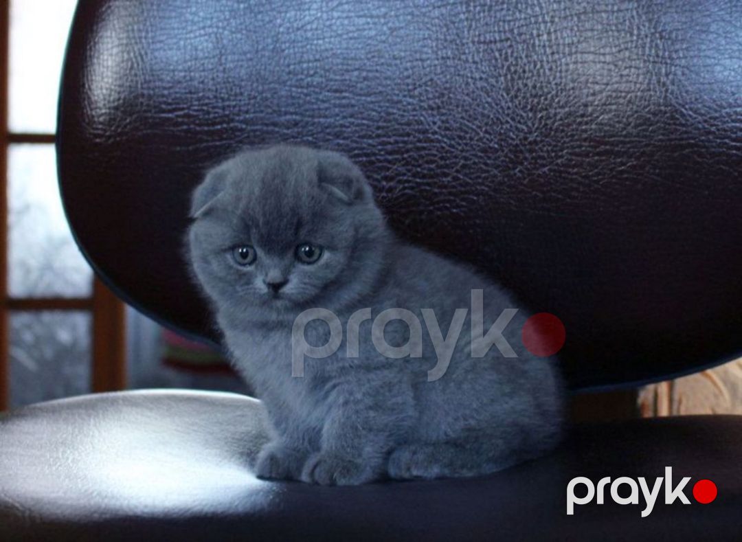 Шотландские котята — Pişiklər, Bakı (5)