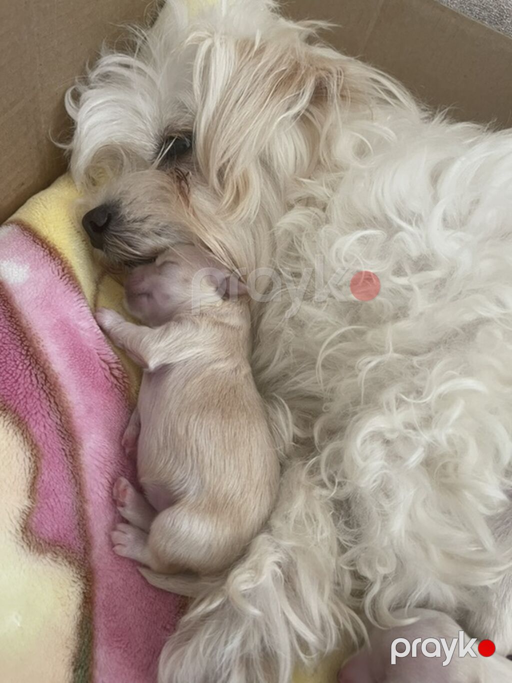 Maltipoo (Maltese bişon) balaları – ağ, yumşaq və hipoallergen tüklü — Kənd təsərrüfatı heyvanları, Bakı (5)