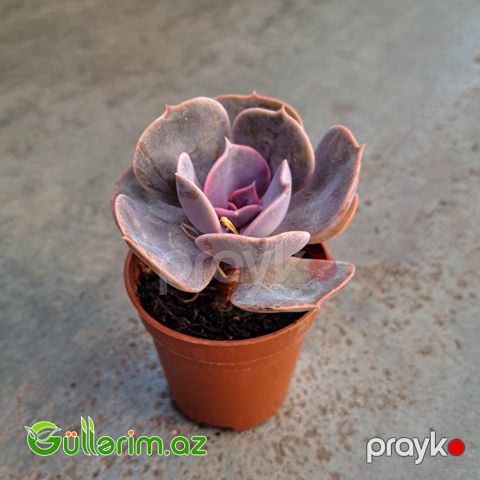 Sukulent (Bənövşəyi Echeveria)