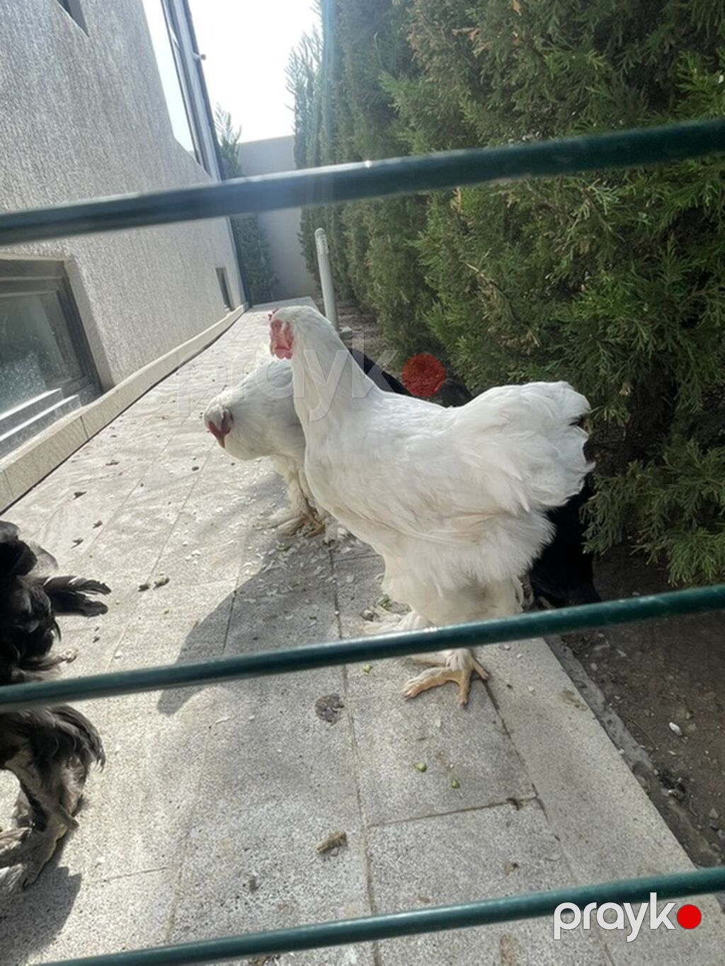 Brahma cinsli xoruz - Növ: Brahma (iri gövdəli, lələkləri ayağa qədər — Toyuq və xoruz, Bakı (2)