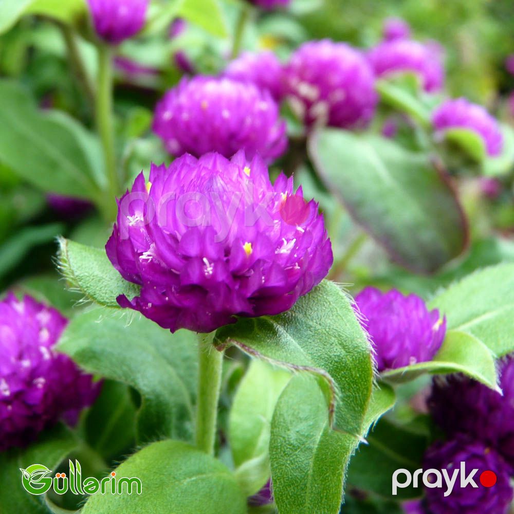Gomfrena (Gomphrena globosa) — Bitkilər, Bakı (2)