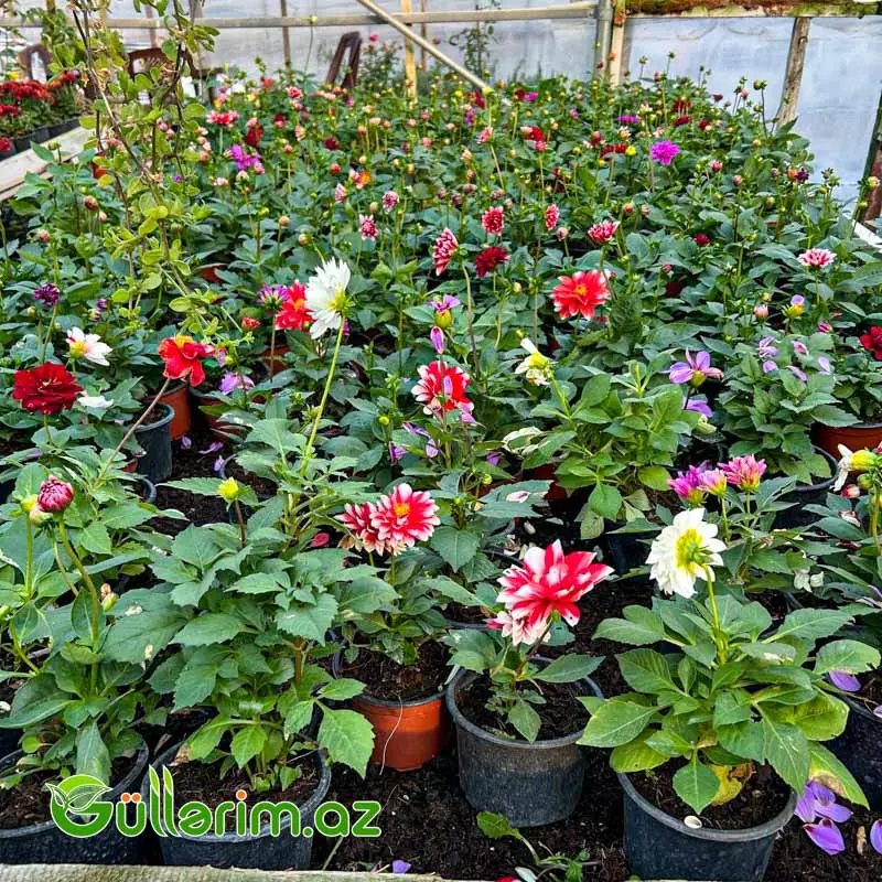 Dahlia (Dalya / Qerənfilgülü) — Bitkilər, Bakı (2)