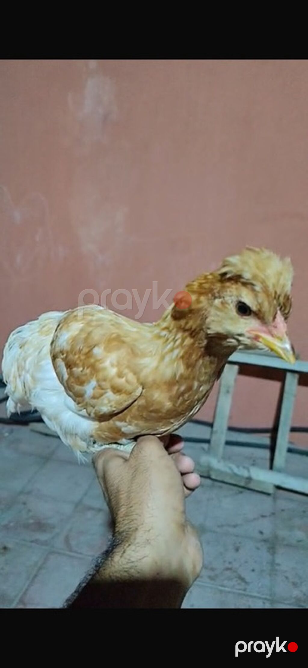 Toyuq cücələri, Damazlıq — Toyuq və xoruz, Gəncə (2)