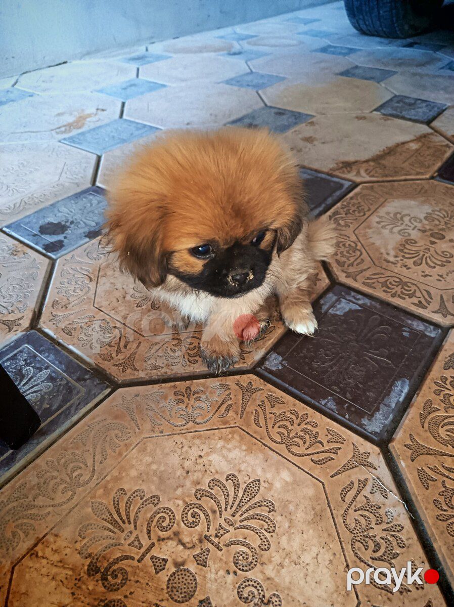 Pekines — Köpəklər, Gəncə (2)
