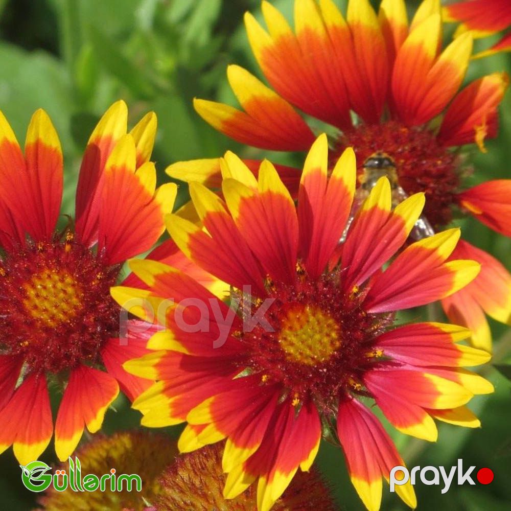 Qaylardiya - (Gaillardia) — Bitkilər, Bakı (2)