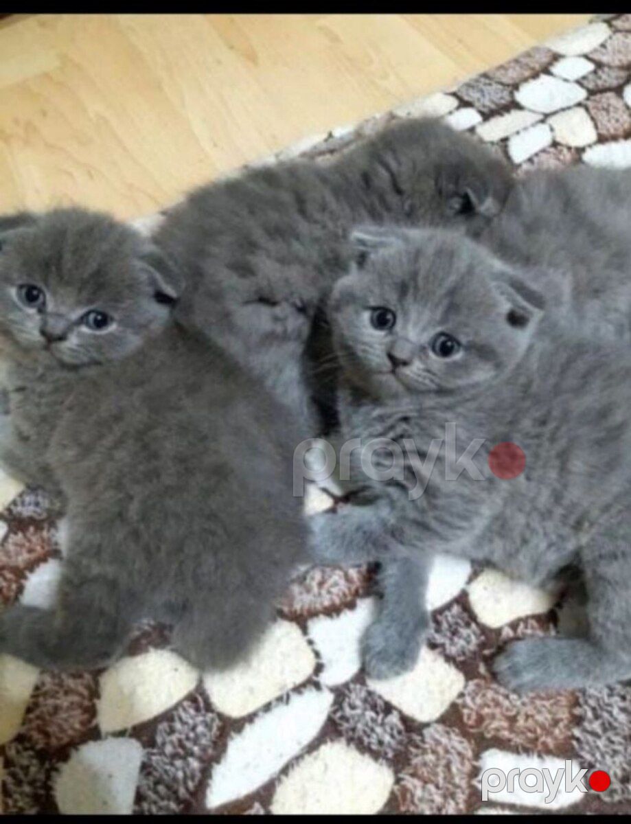 Шотландские котята — Pişiklər, Bakı (8)