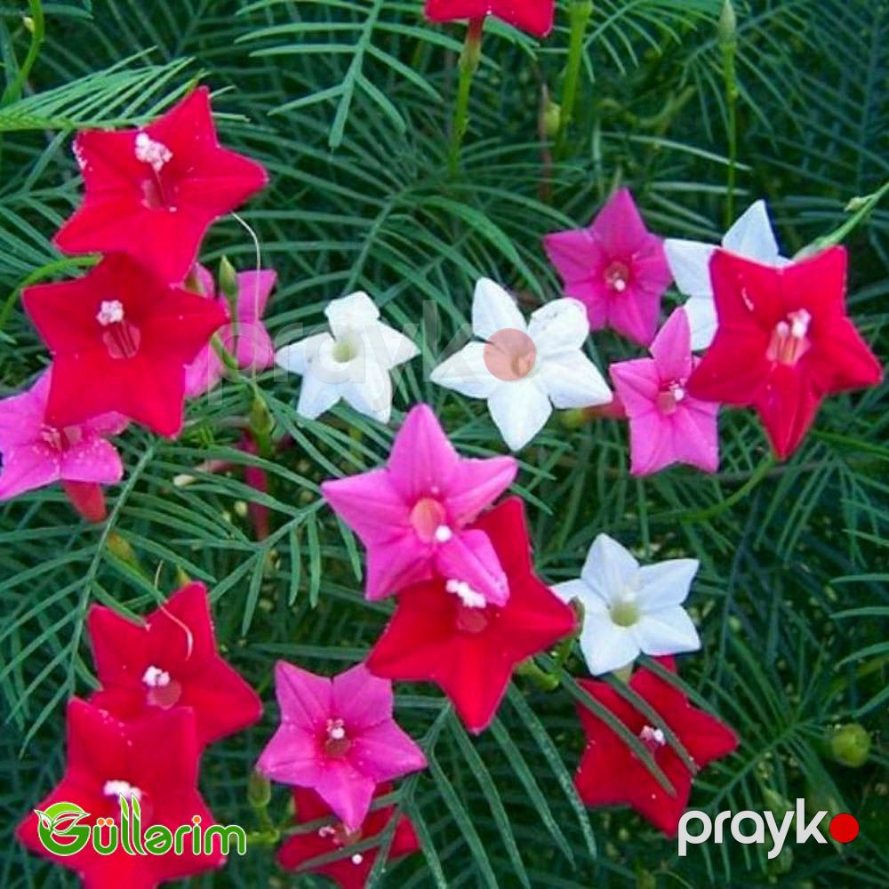 İpomeya Kvamoklit (Ipomoea quamoclit) — Bitkilər, Bakı (4)