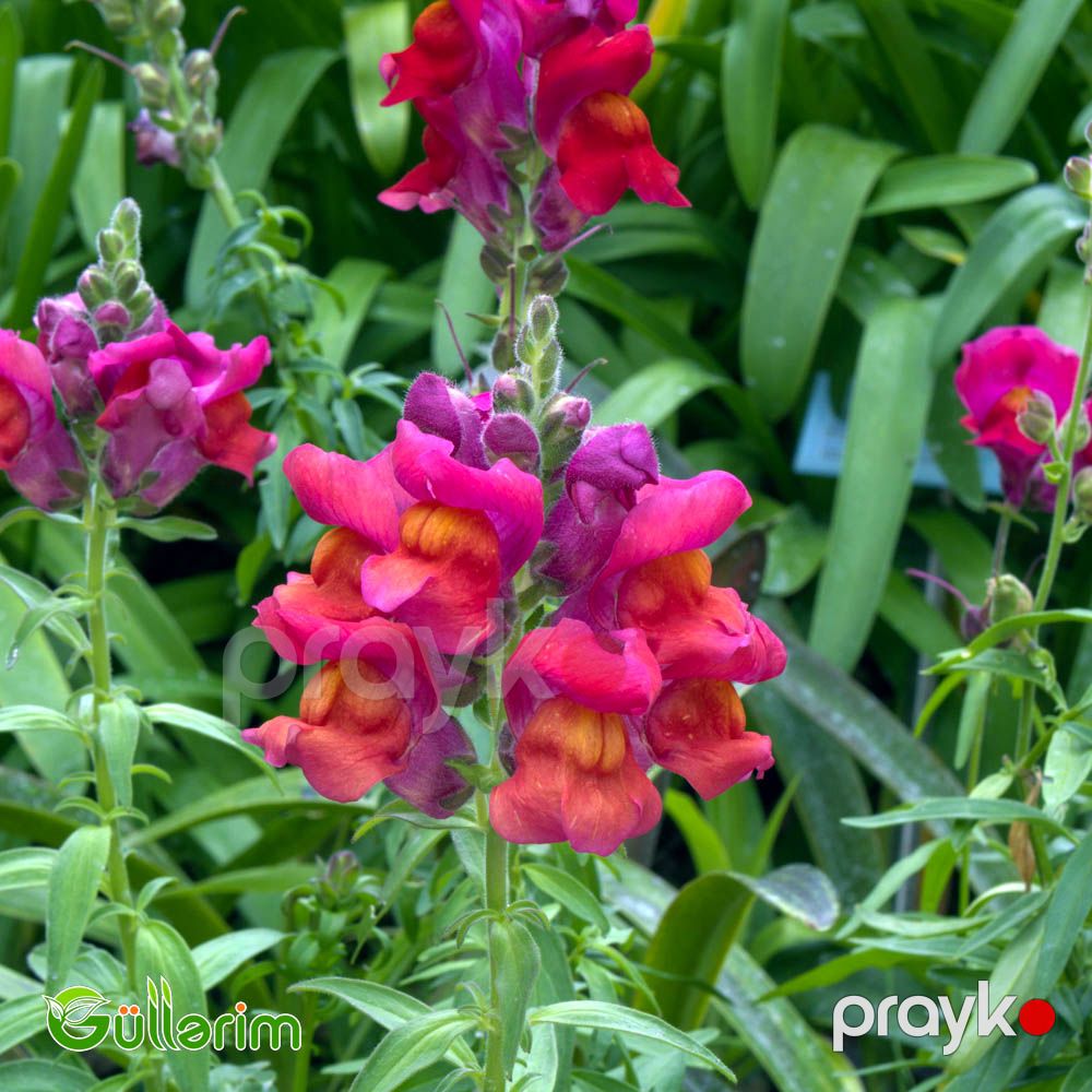 Aslan qızı (Antirrhinum majus) — Bitkilər, Bakı (3)